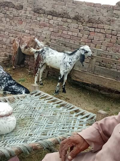 bkra desi