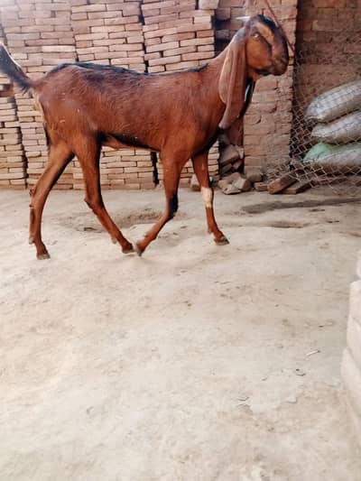 female 2 dant carbani  ka leay
