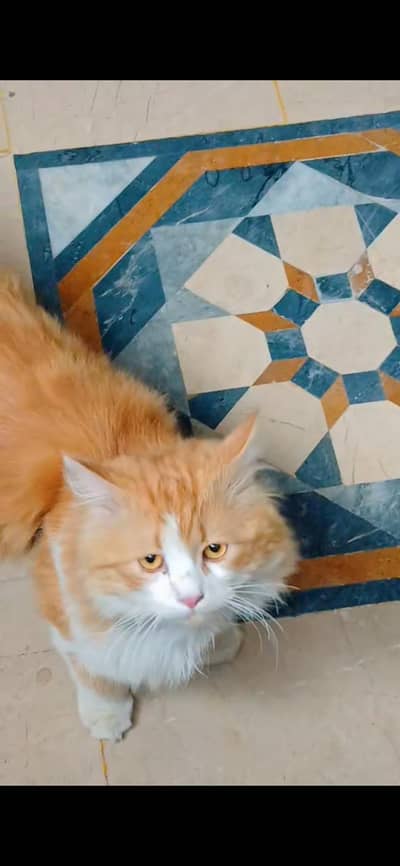 Persian cat