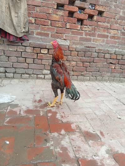 Aseel patha for sale