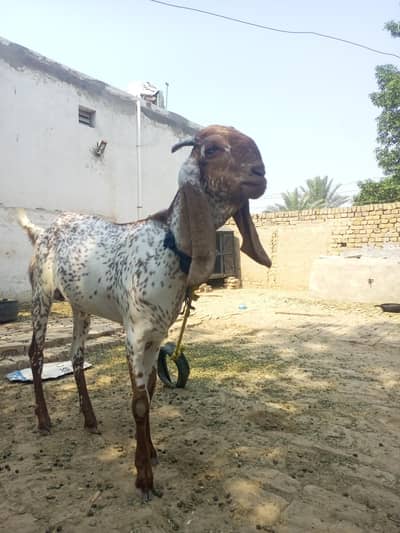 kurbani kay liay