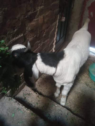 bakra cutting master contact