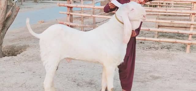 2 Dant Bakra Qurbani ke Liye for sale _03102729869