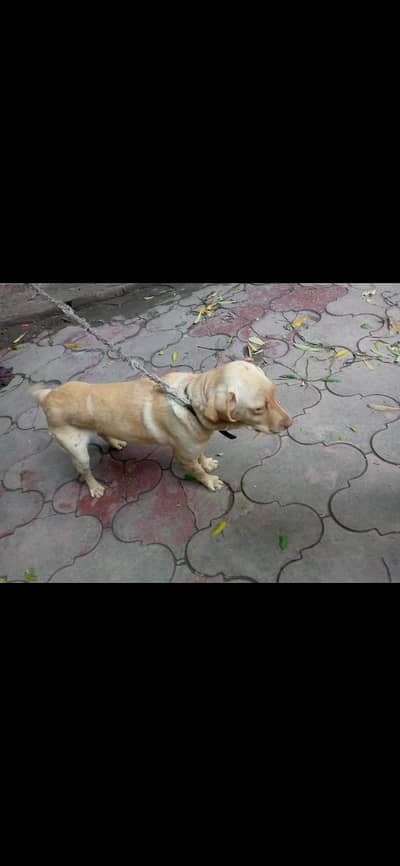 Labrador male