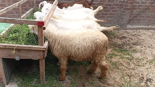 sheep bakra for sale