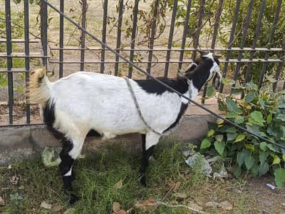 Bakri For sale