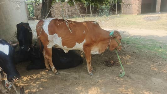 wachhi for qurbani