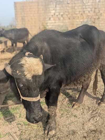 1 adad chota for sale