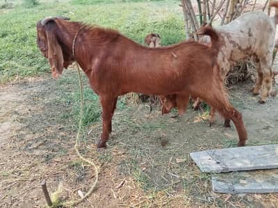 Bakra For sale
