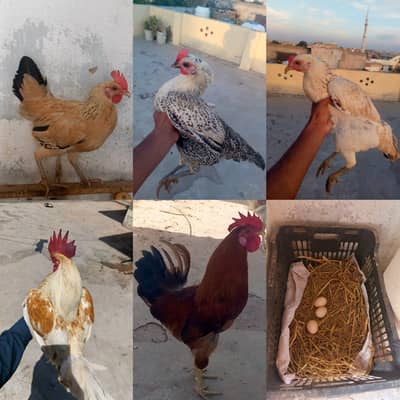 100%guarantee Eggs lying pure dasi male and female