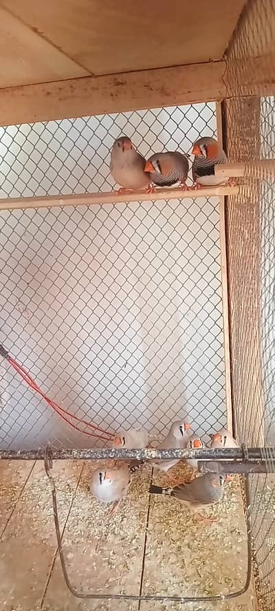 Owl finch strawbery finch zebra finch for sale
