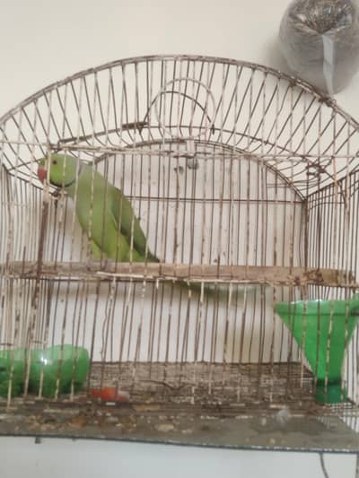 17 month age female