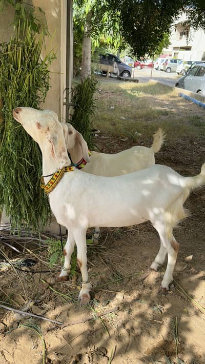 Beautiful Teddy pair Qurbani 2026 Asaan Qurbani good weight