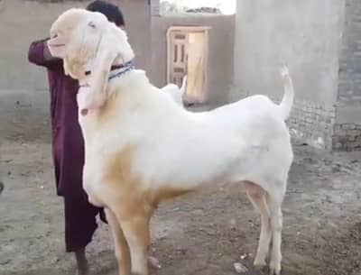 desi Bakra for sale call me/ 03229844345)