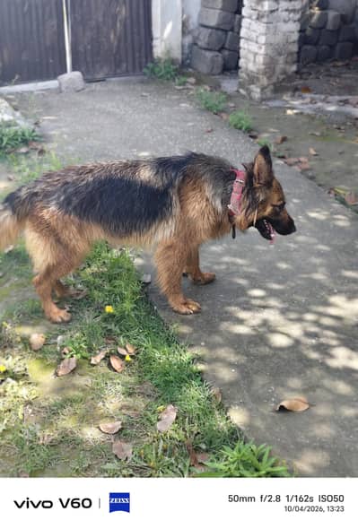 German shepherd tripl ceot