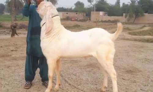qurbani ke Liye Bakra For Sale _ 03102729869