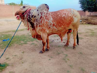 Qurabni bull