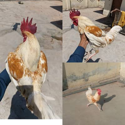 Pure dasi Eggs lying male or femmae hen