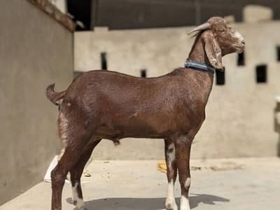 Bakra for qurbani (khaasi Bakra) (2 teeth)