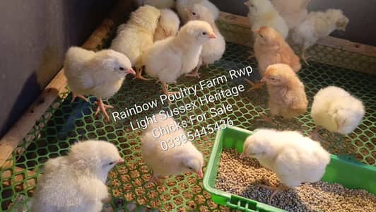 Light Sussex Heritage 15 days old chicks For Sale