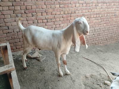 bakry for sale h