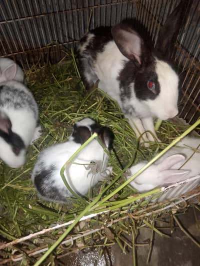 rabbit female and 4 baby