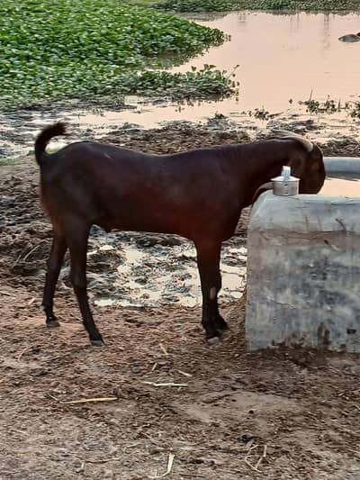 bakra for qurbani