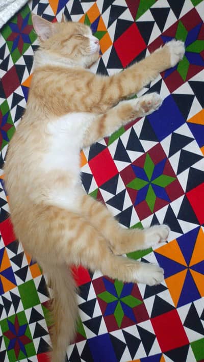 Persian cat for sale