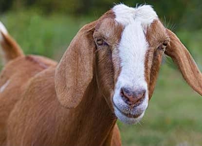 Goats For sale