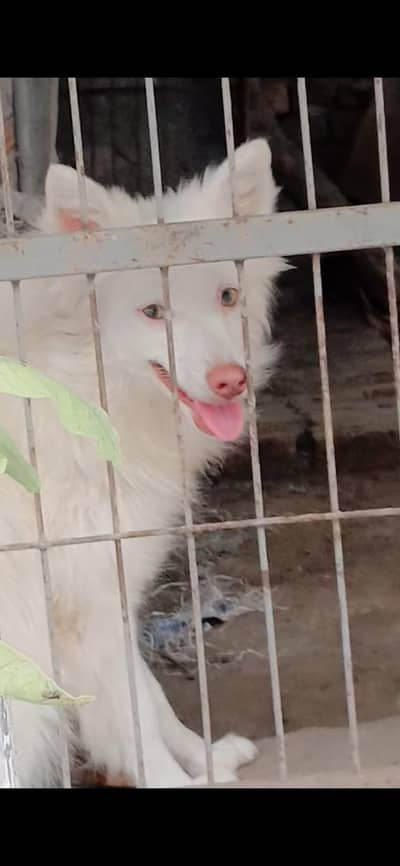 All for sale  Russian female + Siberian Husky male + puddle male