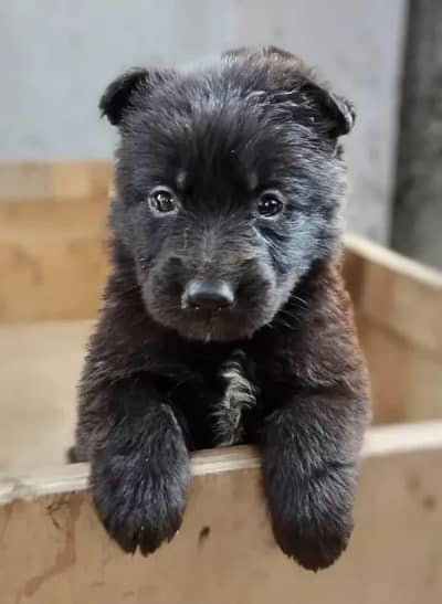 Black Shihtzu female for sale