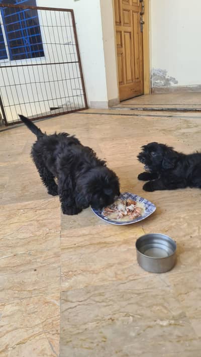 Black Shihtzu female for sale