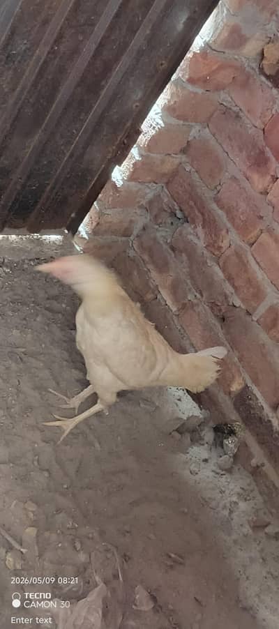 Aseel Heera White panjy