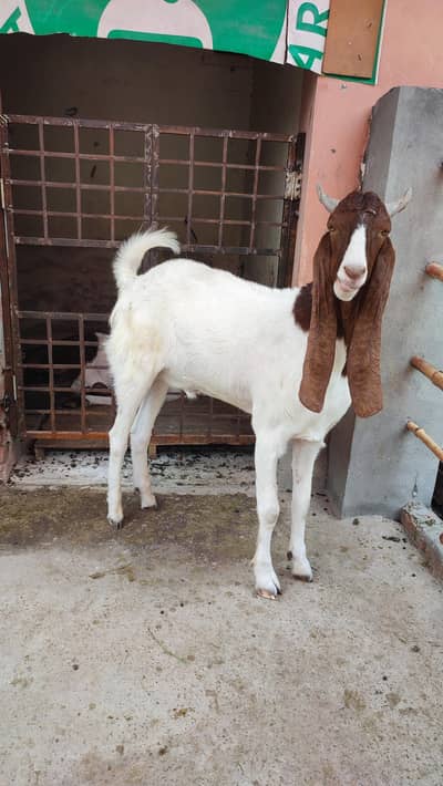 Qurbani k leay bakray for sale