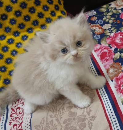 Persian Cat sale