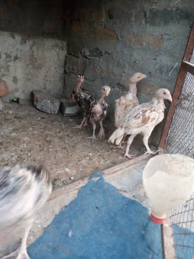 Aseel chicks
