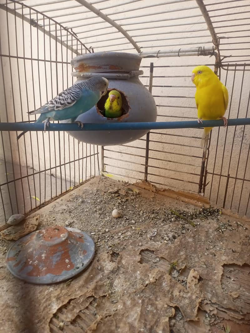 parrot 0