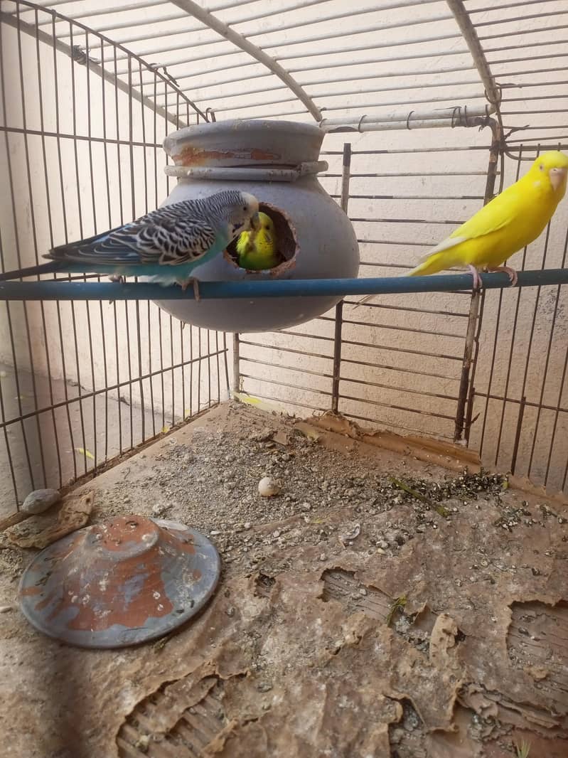 parrot 1