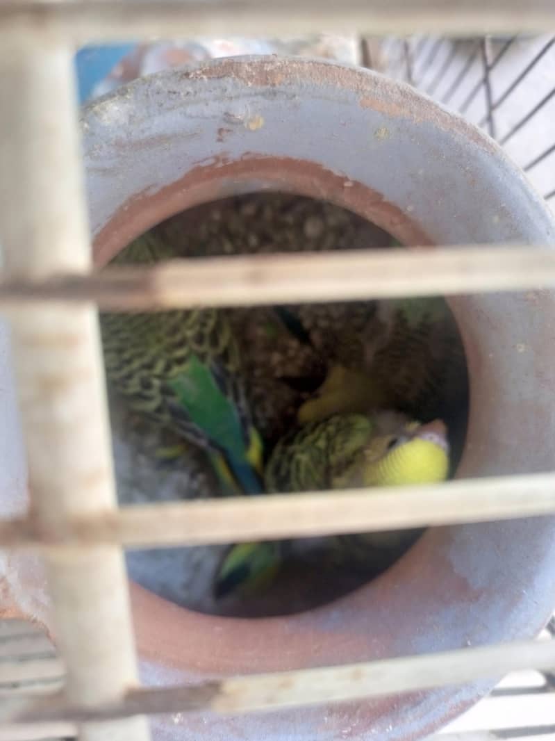 parrot 2