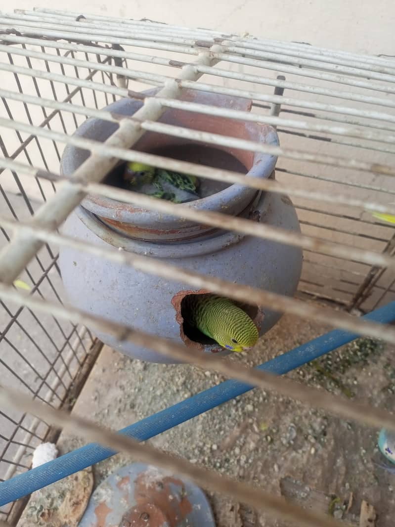 parrot 3