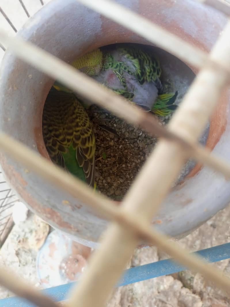 parrot 4