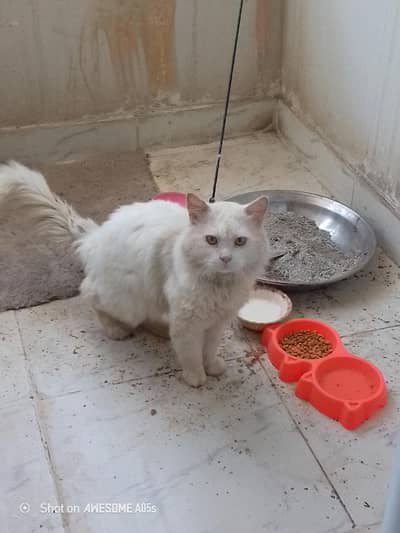 Persian Cat Male