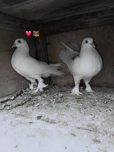 Pookie Pigeons