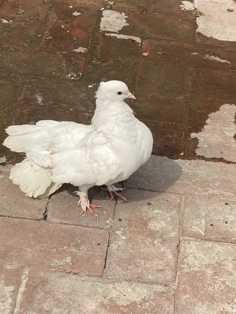 Luck pegion — photo 4