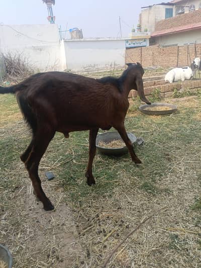 bakra sale for qurbani