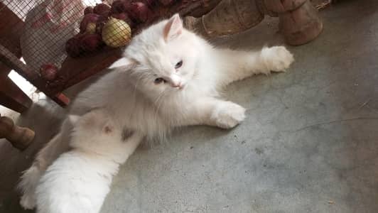 Persian white female cat Trip coat bule eyes argent sale need cash
