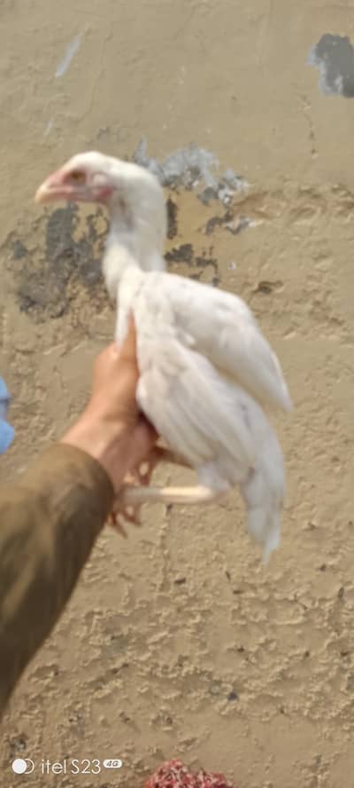 aseel patha for sale