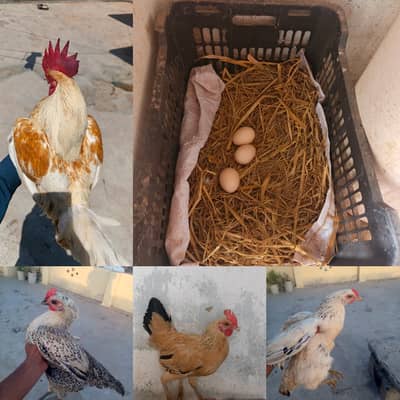 pure dasi Eggs lying male or female