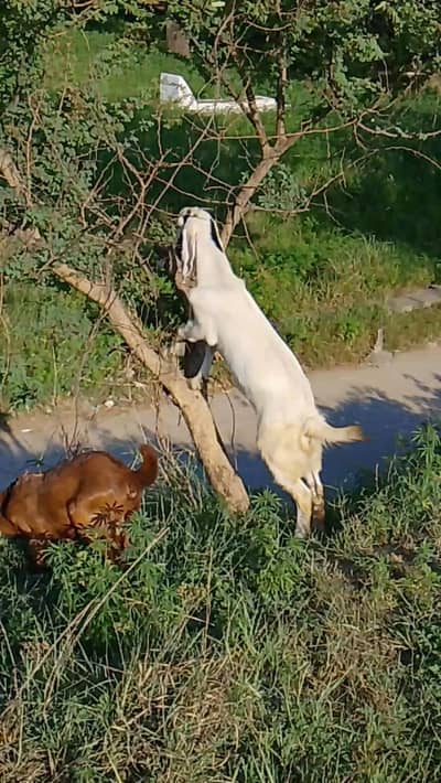 Beautiful Healthy Goats | 2 Adult Female Goats & 1 Male Kid