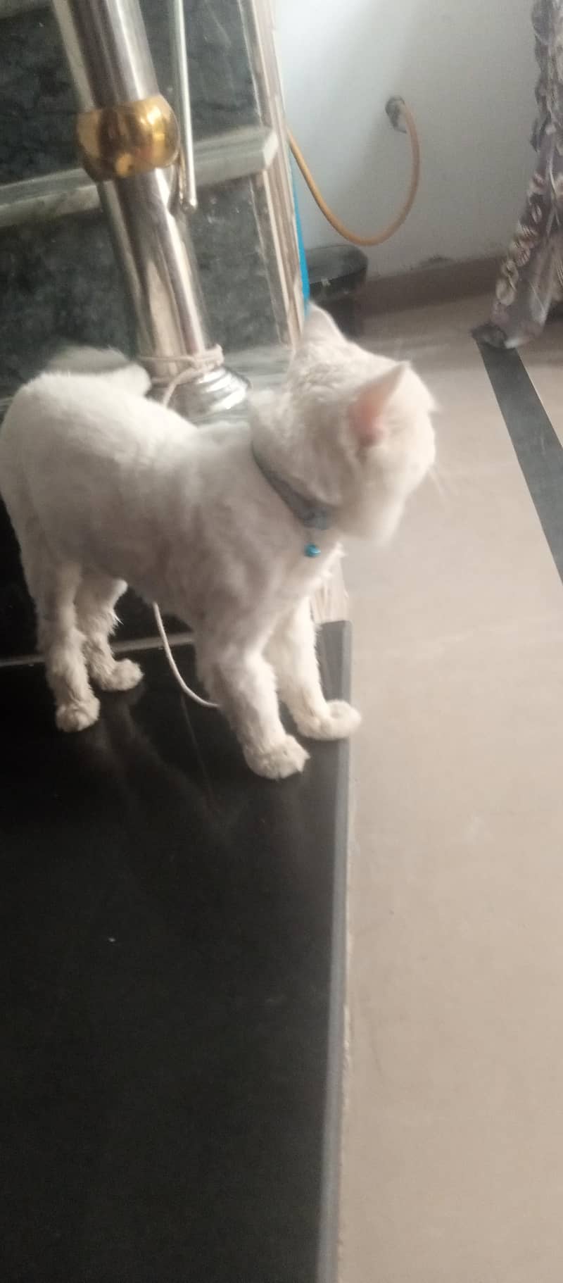 persion cat 0